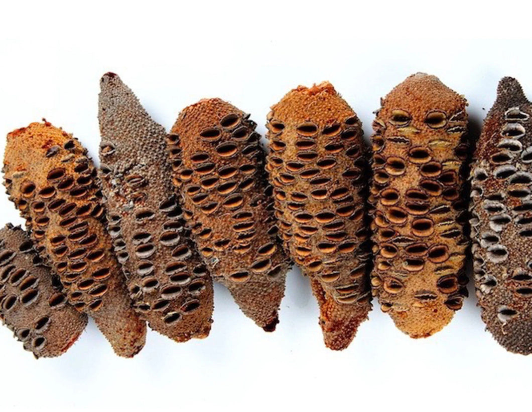 Banksia Seed Pods