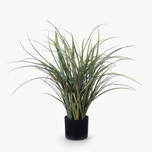 Load image into Gallery viewer, Grass Plant
