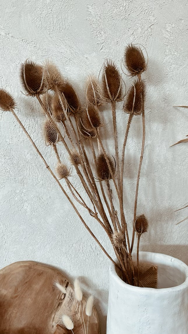 Dried Thistle Dried Flower Natural and Brown